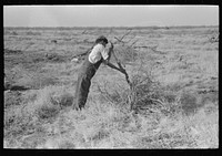 [Untitled photo, possibly related to: Carrying mesquite to be burned in process of clearing land, El Indio, Texas] by Russell Lee
