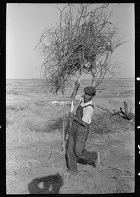 Carrying brush to fire for burning in land clearing, El Indio, Texas by Russell Lee