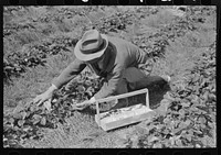Italian grower picking strawberries in field near Hammond, Louisiana by Russell Lee
