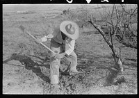 Grubbing land. Mexican chopping mesquite, El Indio, Texas by Russell Lee