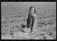 Child of  migrant berry worker picking strawberries in field near Ponchatoula, Louisiana by Russell Lee