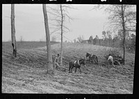 Spring plowing in cut-over region of east Texas near Harleton, Texas by Russell Lee