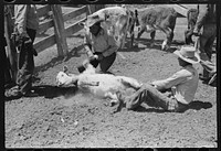 Throwing a calf for branding on ranch near Marfa, Texas by Russell Lee