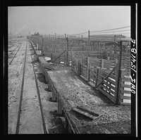 Calumet City, Illinois. Calumet Park stockyards, for feeding, quartering and resting stock that is in trainsit through Chicago. Sourced from the Library of Congress.