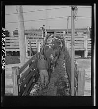 Calumet City, Illinois. Loading cattle at Calumet Park stockyards. Sourced from the Library of Congress.