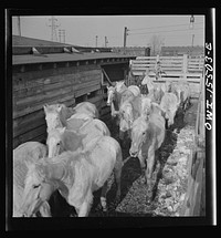 [Untitled photo, possibly related to: Calumet City, Illinois. Unloading horses at the Calumet Park stockyards]. Sourced from the Library of Congress.