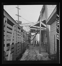 [Untitled photo, possibly related to: Calumet City, Illinois. Feeding hogs at the Calumet Park stockyards. The feed is sprayed into the car through a hose]. Sourced from the Library of Congress.