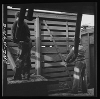[Untitled photo, possibly related to: Calumet City, Illinois. Feeding hogs at the Calumet Park stockyards. The feed is sprayed into the car through a hose]. Sourced from the Library of Congress.
