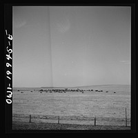 [Untitled photo, possibly related to: Codman, Texas. Feeding cattle along the Atchison, Topeka, and Santa Fe Railroad]. Sourced from the Library of Congress.