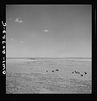 Encino, New Mexico. Sheep and cattle ranch along the Atchison, Topeka and Sata Fe Railroad between Vaughn and Belen, New Mexico. Sourced from the Library of Congress.