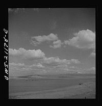 Grants, New Mexico. Cultivated fields along the Atchison, Topeka and Santa Fe Railroad between Belen and Gallup, New Mexico. This land, farmed by Mormons, shipped over a thousand carloads of carrots, lettuce, peas, etc., last year. Sourced from the Library of Congress.