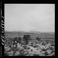 Victorville (vicinity), California. Climbing the mountains on the Atchison, Topeka and Santa Fe Railroad between Barstow and San Bernardino, California. Note the Joshua trees. Sourced from the Library of Congress.