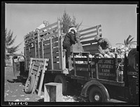 [Untitled photo, possibly related to: Truck farmer from North Carolina loading his cabbages. Belle Glade, Florida]. Sourced from the Library of Congress.