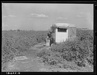 Migrant packinghouse laborer's homemade trailer home. Belle Glade, Florida. They are from Pennsylvania, have two children. Both parents work. Sourced from the Library of Congress.