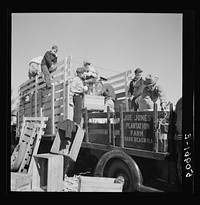 [Untitled photo, possibly related to: Pea pickers. Belle Glade, Florida]. Sourced from the Library of Congress.
