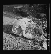 Child of packinghouse laborers from Tennessee. Trying to wash  muck out of her hair with water from canal. The muck causes an itchy rash and scabs and sores on scalp.  Belle Glade, Florida. Sourced from the Library of Congress.