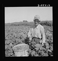 [Untitled photo, possibly related to: Former railroad man from Tennessee picking beans. Homestead, Florida]. Sourced from the Library of Congress.