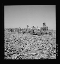 [Untitled photo, possibly related to: Cut sugarcane being carried to the trucks for USSC (United States Sugar Corporation). Clewiston, Florida]. Sourced from the Library of Congress.