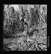 [Untitled photo, possibly related to: Harvesting sugar cane for USSC (United States Sugar Corporation) near Clewiston, Florida]. Sourced from the Library of Congress.