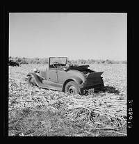 [Untitled photo, possibly related to: Harvesting sugar cane for USSC (United States Sugar Corporation) near Clewiston, Florida]. Sourced from the Library of Congress.