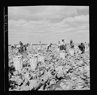 [Untitled photo, possibly related to: Migrant laborers cutting cabbages near Lake Harbor in Lake Okeechobee region, Florida]. Sourced from the Library of Congress.