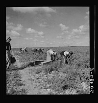[Untitled photo, possibly related to: Dumping newly-picked crates of tomatoes to be hauled away by truck. Homestead, Florida]. Sourced from the Library of Congress.