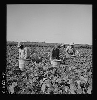 [Untitled photo, possibly related to: Picking beans in Homestead, Florida]. Sourced from the Library of Congress.