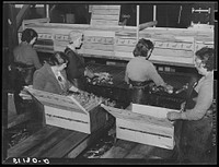 Migratory packinghouse workers crating celery. The amount of work depends on quantity of produce available. If many truckloads come in, they may work all night; otherwise, only an hour or two. If there is a frost (freeze-out) or drought, they may have to wait six or eight weeks for work in the next crop. Sourced from the Library of Congress.