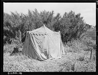 Migratory packinghouse workers camp in swamp cane near Lake Harbor, Florida. Sourced from the Library of Congress.