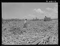 Harvesting sugarcane. Loading cars to be taken to the mill for USSC (United States Sugar Corporation). Clewiston, Florida. Sourced from the Library of Congress.