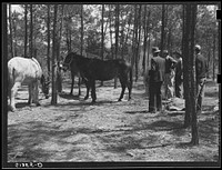 Atlanta mule warehouse sends a camp into rural sections of Georgia for several weeks at a time to sell mules to farmers. Sourced from the Library of Congress.