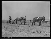 Mr. Watkins (project family) planting peanuts. Coffee County, Alabama. Sourced from the Library of Congress.