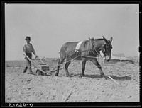 Mr. Watkins planting peanuts. Coffee County, Alabama. Sourced from the Library of Congress.
