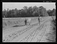 Manuel McLandon and his son bring his milk cow home from the pasture. Every family in Flint River has one or more. Flint River Farms, Georgia. Sourced from the Library of Congress.