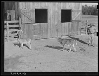 [Untitled photo, possibly related to: Manuel McLandon, his son, and wife and their two calves. The white-face one is Hereford and will be canned in the fall for home use. The other grade calf will be sold for cash in the fall. Flint River Farms, Georgia]. Sourced from the Library of Congress.