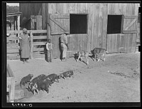 Manuel McLandon, his wife and son, and some of their livestock, both for home use and cash sales. Flint River Farms, Georgia. Sourced from the Library of Congress.