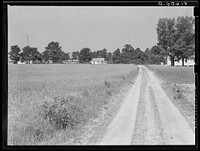 [Untitled photo, possibly related to: Old house and new one, with cotton coming up in foreground. Flint River Farms, Georgia]. Sourced from the Library of Congress.