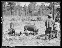 Two of Charlie McGuire's sons (tenant purchase borrower) feeding some of their hogs. Pike County, Alabama. Sourced from the Library of Congress.