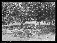 Heavy yield of grapefruit with excess fruit on ground. Near Lakeland, Florida. Sourced from the Library of Congress.