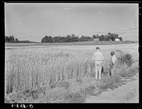 Simon Joiner with Amos Ward, project manager examining wheat which is grown on every farm for subsistence purposes to see when it will be ripe enough to harvest. Flint River Farms, Georgia. Sourced from the Library of Congress.