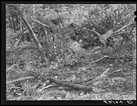 Waste wood. Note large size which would make good firewood. Left on site of small abandoned sawmill, recently moved between Antioch Church and Highway 54. Southern part of Orange County, North Carolina. See general caption notes on subregion. September 27, 1939. Number two and caption 52101-D. Sourced from the Library of Congress.