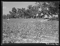 [Untitled photo, possibly related to:  sharecropper, Will Cole and his son picking cotton. The owner is Mrs. Rigsby, a white woman. About five miles below Chapel Hill, going south on Highway 15, toward Bynum in Chatham County, North Carolina. Address: Route 3, Chapel Hill]. Sourced from the Library of Congress.