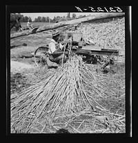 [Untitled photo, possibly related to: Feeding the sorghum cane into the mill to make syrup on property of Wes Chris, a tobacco farm of about 165 acres in a prosperous  settlement near Carr, Orange County, North Carolina]. Sourced from the Library of Congress.