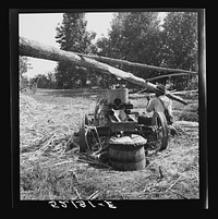 Feeding the sorghum cane into the mill to make syrup on property of Wes Chris, a tobacco farm of about 165 acres in a prosperous  settlement near Carr, Orange County, North Carolina. Sourced from the Library of Congress.