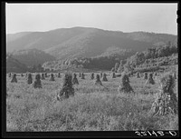 Shocks of corn. Smokey Mountains near Asheville, North Carolina. Sourced from the Library of Congress.
