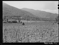 General landscape near Asheville, North Carolina. Sourced from the Library of Congress.
