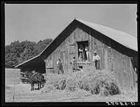 [Untitled photo, possibly related to: Loading hay into barn on tobacco farm of A.B. Douglas. Blairs, Virginia, Pittsylvania County]. Sourced from the Library of Congress.