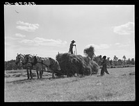 Loading hay on Ward Place, Route 57. Chatham, Pittsylvania County, Virginia. Sourced from the Library of Congress.