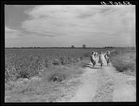  cotton pickers with bags of cotton on their backs, Mileston Plantation. Mississippi Delta, Mississippi. Sourced from the Library of Congress.