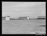 [Untitled photo, possibly related to: Livestock on Knowlton Plantation, Perthshire, Mississippi Delta, Mississippi]. Sourced from the Library of Congress.